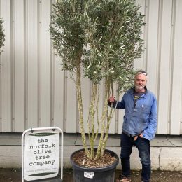 Tall Multi Stem Olive Tree – 2.7m Including Pot