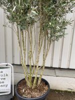 993f3574-0432-4212-b920-495d2e839c6c Tall Multi Stem Olive Tree