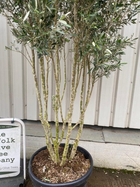 Tall Multi Stem Olive Tree