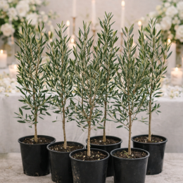 Wedding favours