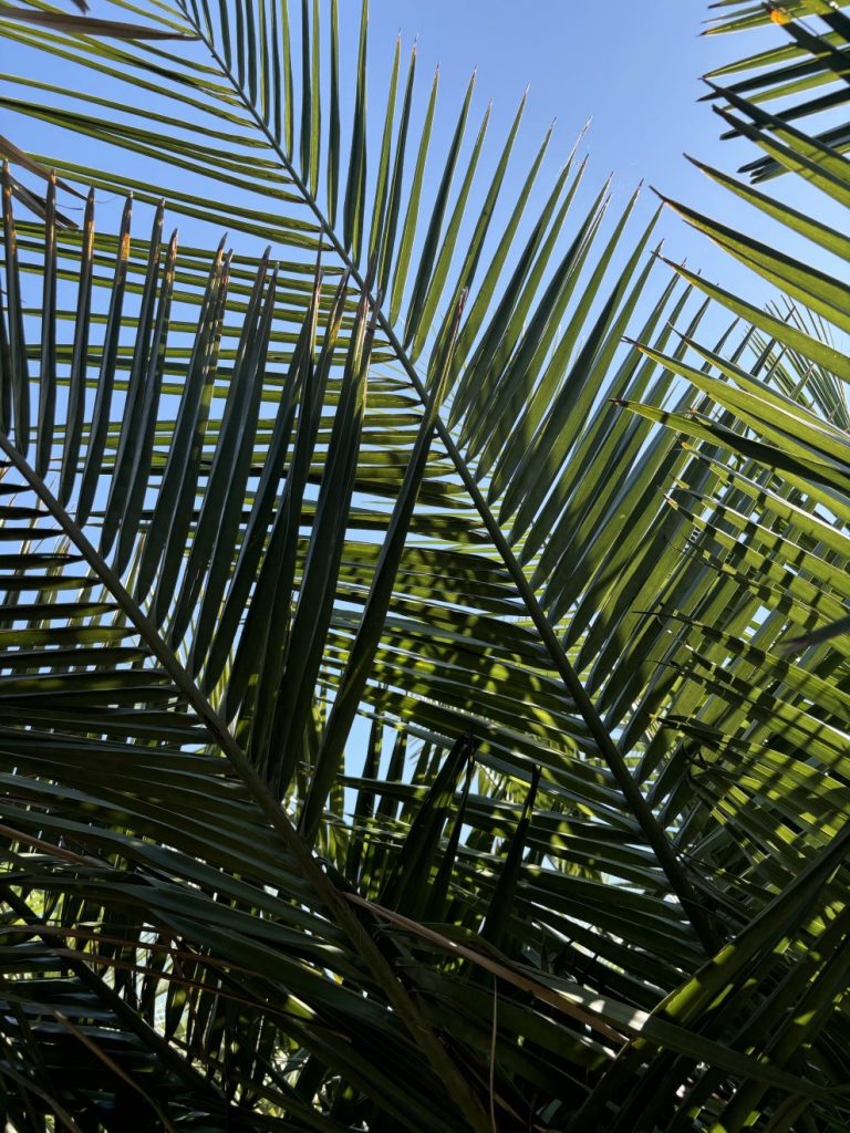 Large Jubaea Chilensis