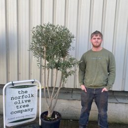 Multi-stem Olive tree