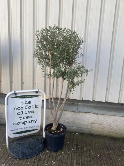 Multi-stem Olive tree