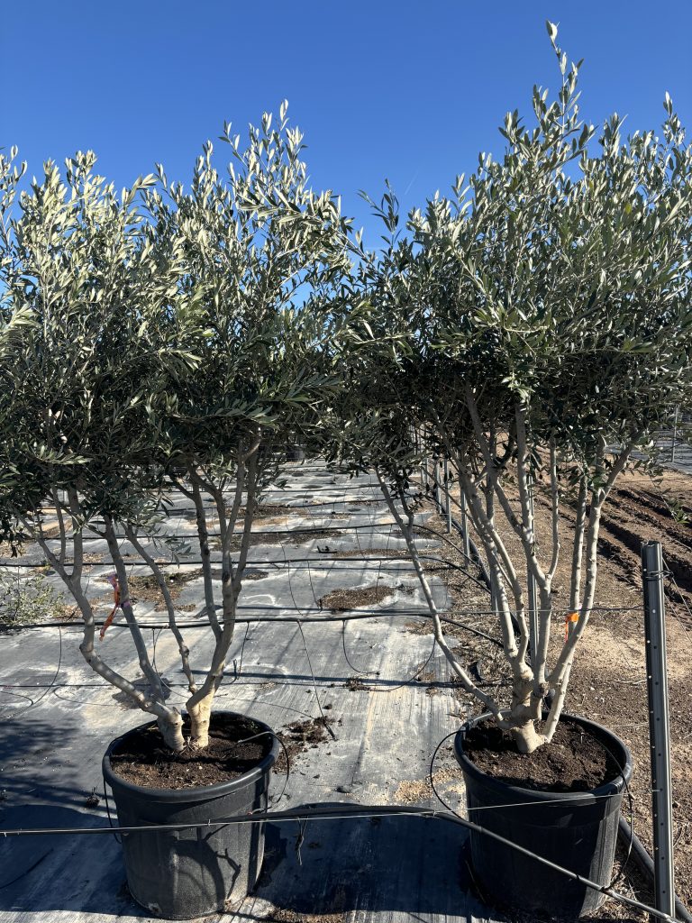 Olive Tree for Sale