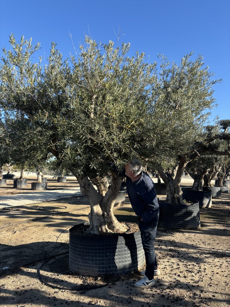 Buy olive trees