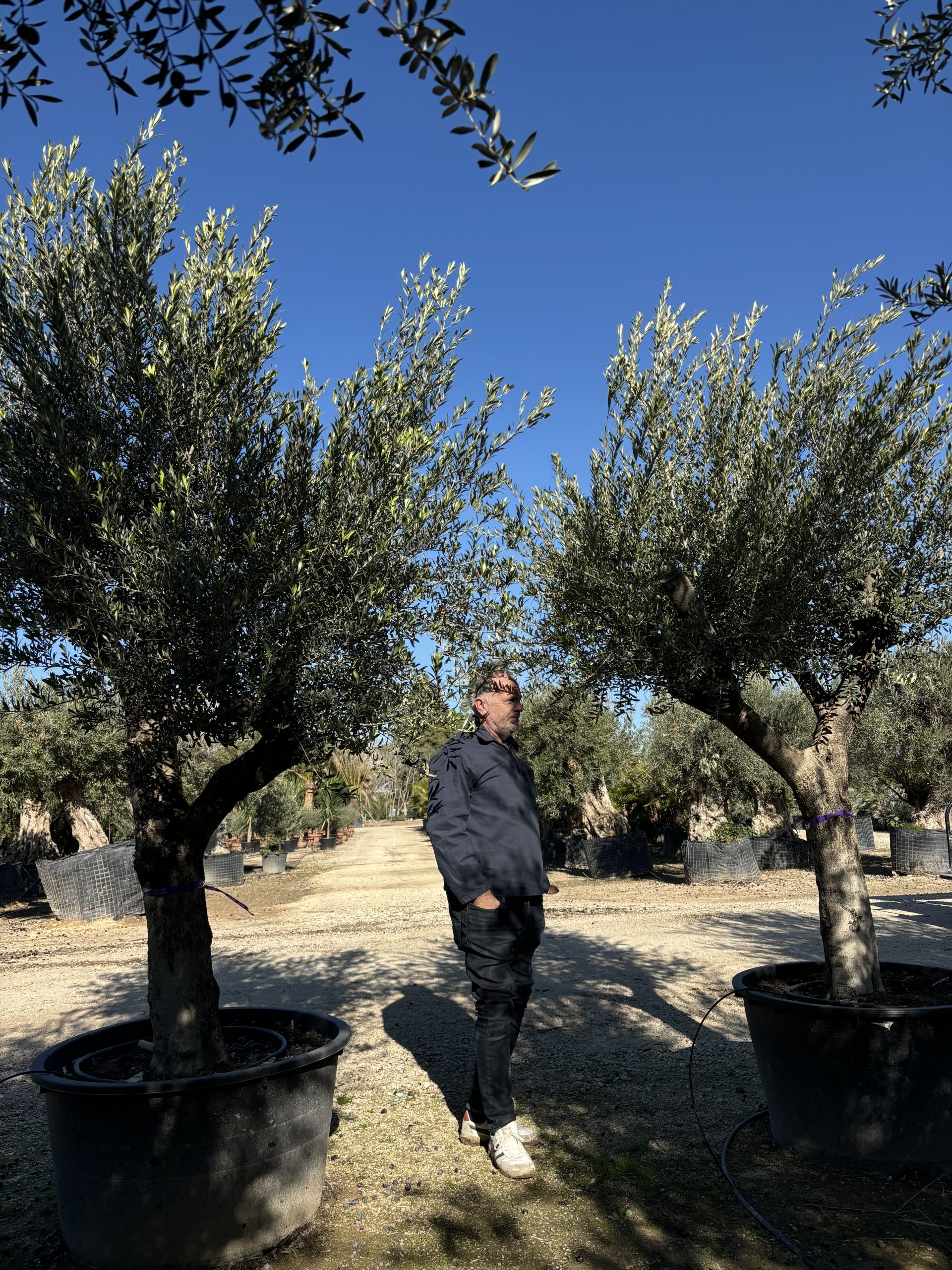 Buy Olive Trees