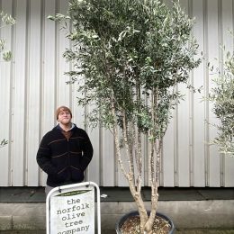 Multi-stem screening olive tree