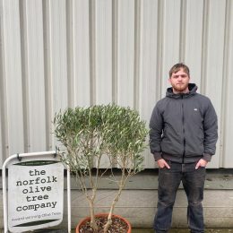 Italian Olive Tree for sale - delivery included.