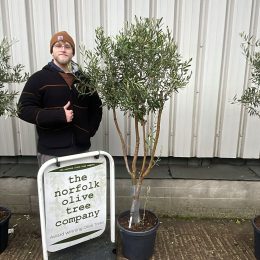 Olive Tree in Pot delivery included