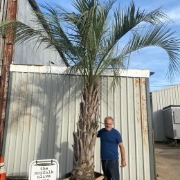 Butia capitata (Jelly Palm) – Hardy Feather Palm | UK Delivery
