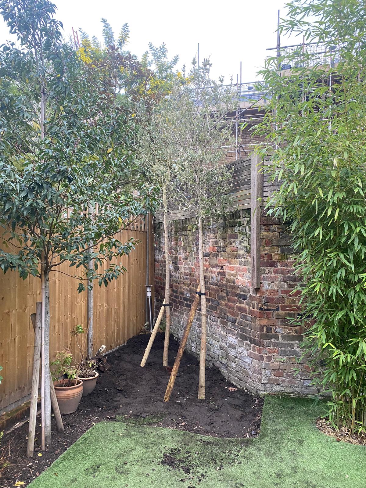 4b33fece-3f50-47b9-a546-b67333a438d6 - The Norfolk Olive Tree Company