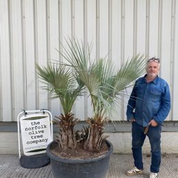 Large Double Stem Brahea armata – Hardy Mexican Blue Palm UK Specimen