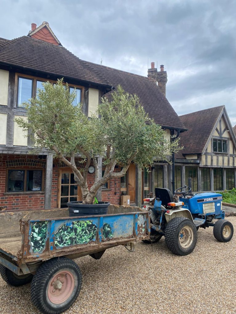 Olive Trees for Sale UK