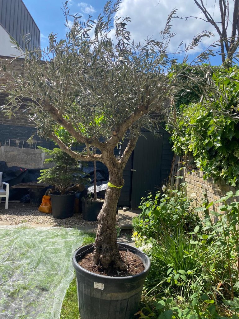 Olive Trees for Sale UK