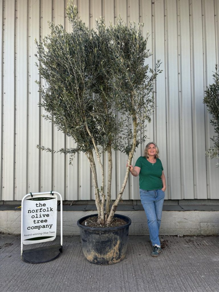 Large olive trees