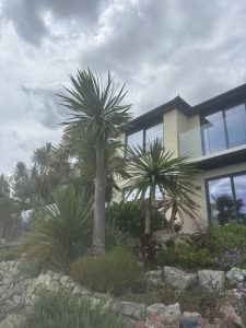 Palm Trees UK