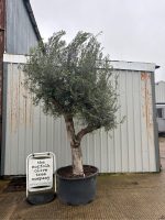 IMG_0694 Character Branched Olive Tree | Sculptural Olive UK