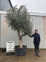 IMG_0695 Branched Olive Tree