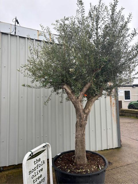 Branched Olive Tree