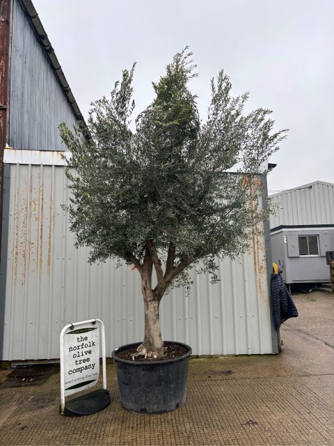 Branched Olive Tree