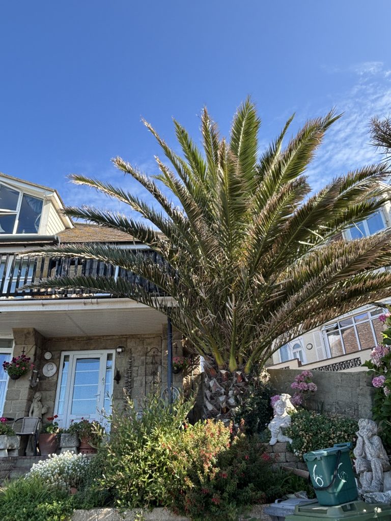 Palm Trees UK