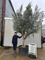 IMG_0707 Branched Olive Tree