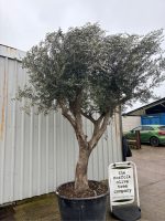 IMG_0708 Branched Olive Tree