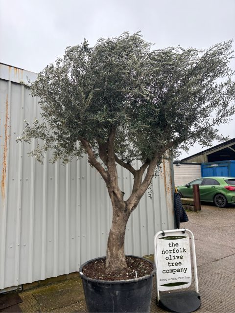 Branched Olive Tree