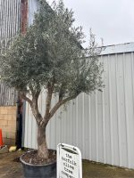 IMG_0709 Branched Olive Tree