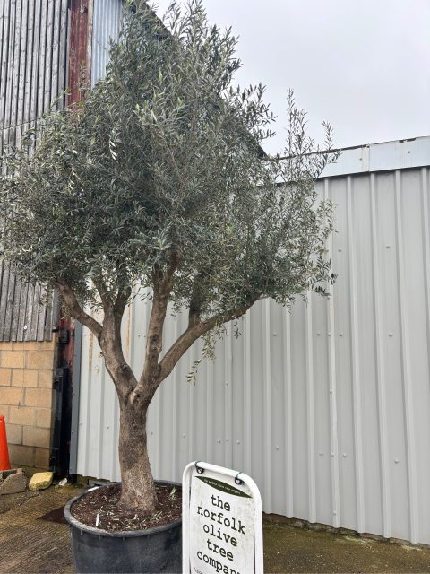 Branched Olive Tree