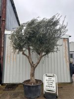 IMG_0710 Branched Olive Tree
