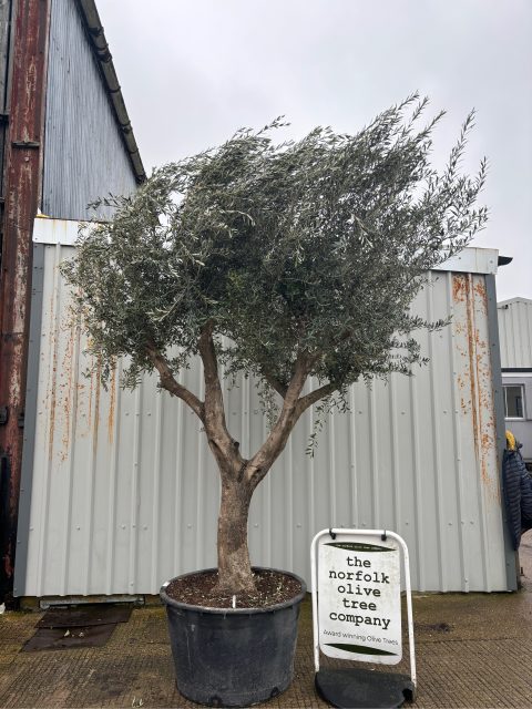 Branched Olive Tree