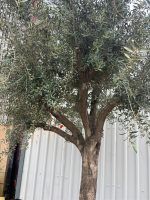 IMG_0721 Branched Olive Tree