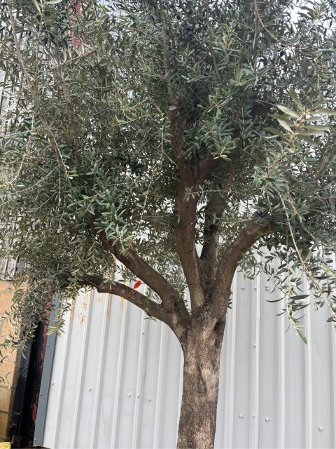 Branched Olive Tree