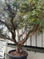 Arbequina olive tree for sale
