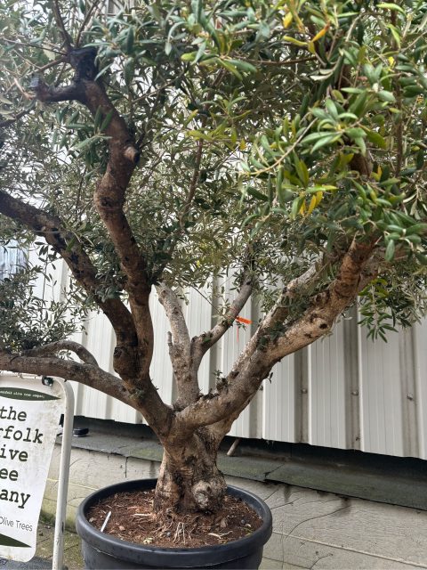 Arbequina olive tree for sale