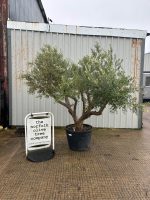 IMG_0736 Arbequina olive tree for sale