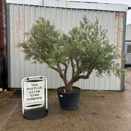 Arbequina olive tree for sale