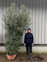 Tall Olive Tree for Screening