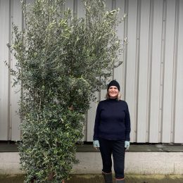 Tall Olive Tree for Screening