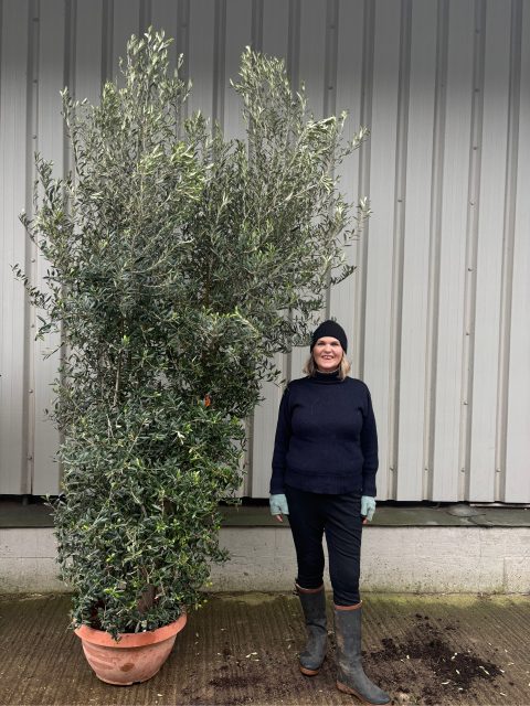Tall Olive Tree for Screening