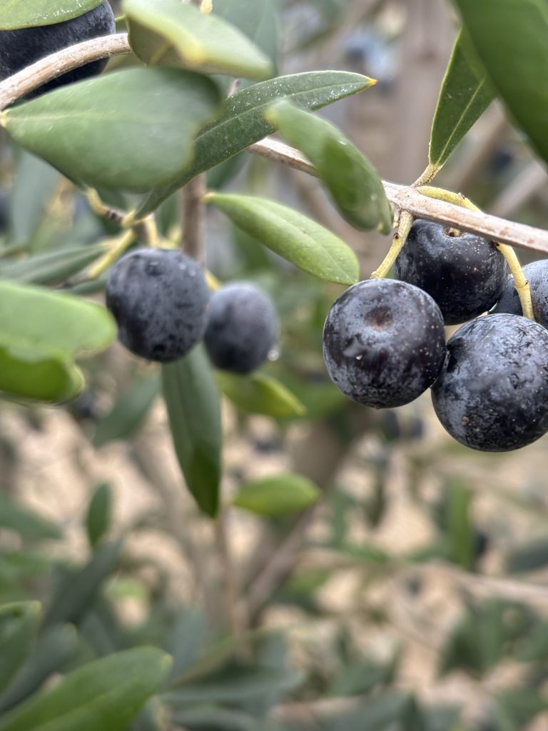 Olive tree in pot