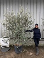 IMG_0766 Natural Form Olive Tree