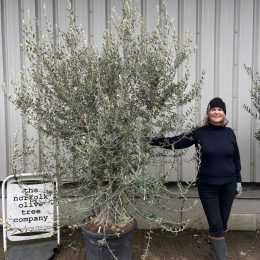 Natural Form Olive Tree