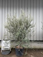 IMG_0767 Natural Form Olive Tree