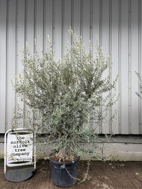 Natural Form Olive Tree