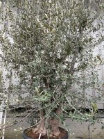 IMG_0768