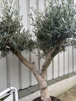 IMG_0785 Branched Olive Tree