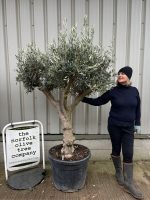IMG_0786 Branched Olive Tree
