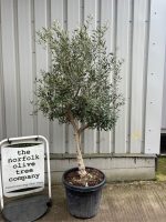 IMG_0789 Olive tree in pot